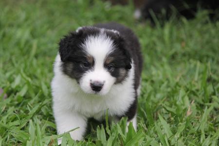 Border Collie puppy for sale by MARINA