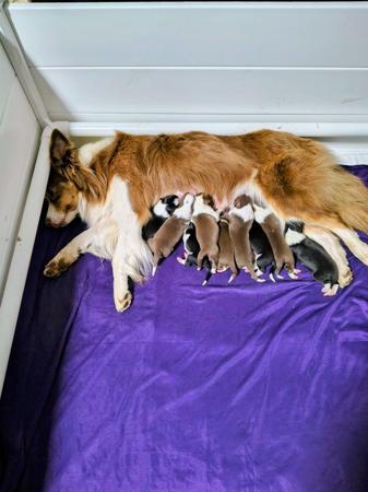 Border Collie puppy for sale by BORDERSTRAND
