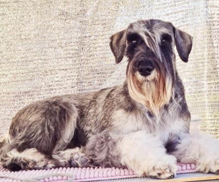 Schnauzer for sale by HIPPORIDER