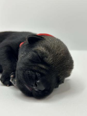 Schnauzer for sale by KEERAVALE