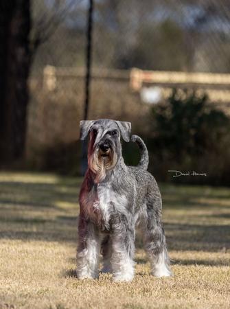 Schnauzer for sale by KEERAVALE