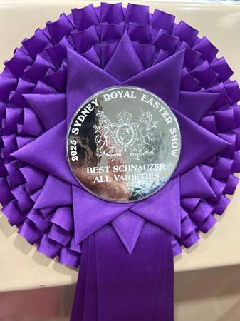 Schnauzer for sale by KEERAVALE