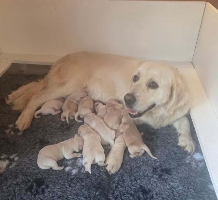 Golden Retriever puppy for sale by WELLBROOK