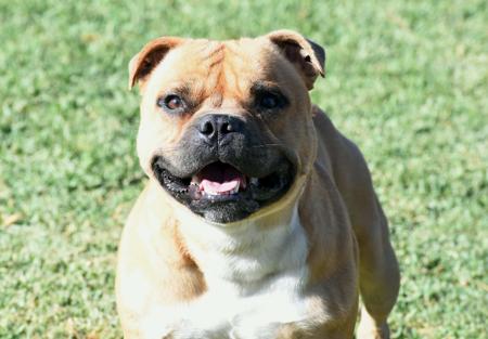 Staffordshire Bull Terrier for sale by MOKOIASTAFF