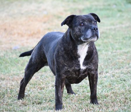 Staffordshire Bull Terrier for sale by MOKOIASTAFF