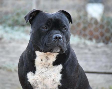 Staffordshire Bull Terrier for sale by MOKOIASTAFF
