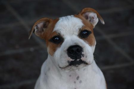 Staffordshire Bull Terrier for sale by MOKOIASTAFF