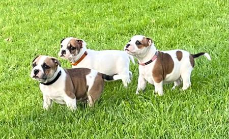 Staffordshire Bull Terrier for sale by MOKOIASTAFF