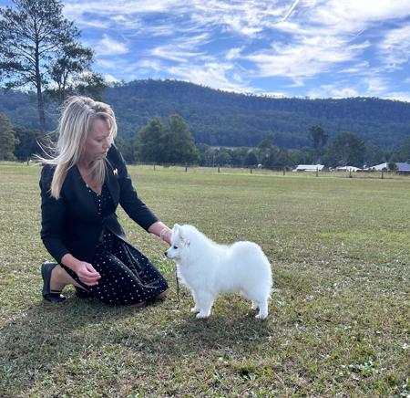 Maemuki Madison Avenue Japanese Spitz