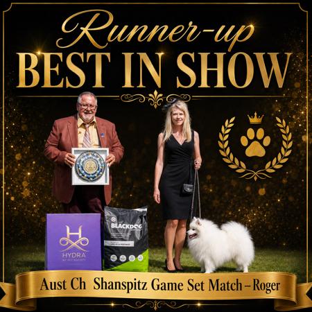 Aust Champion Shanspitz Game Set Match Japanese Spitz