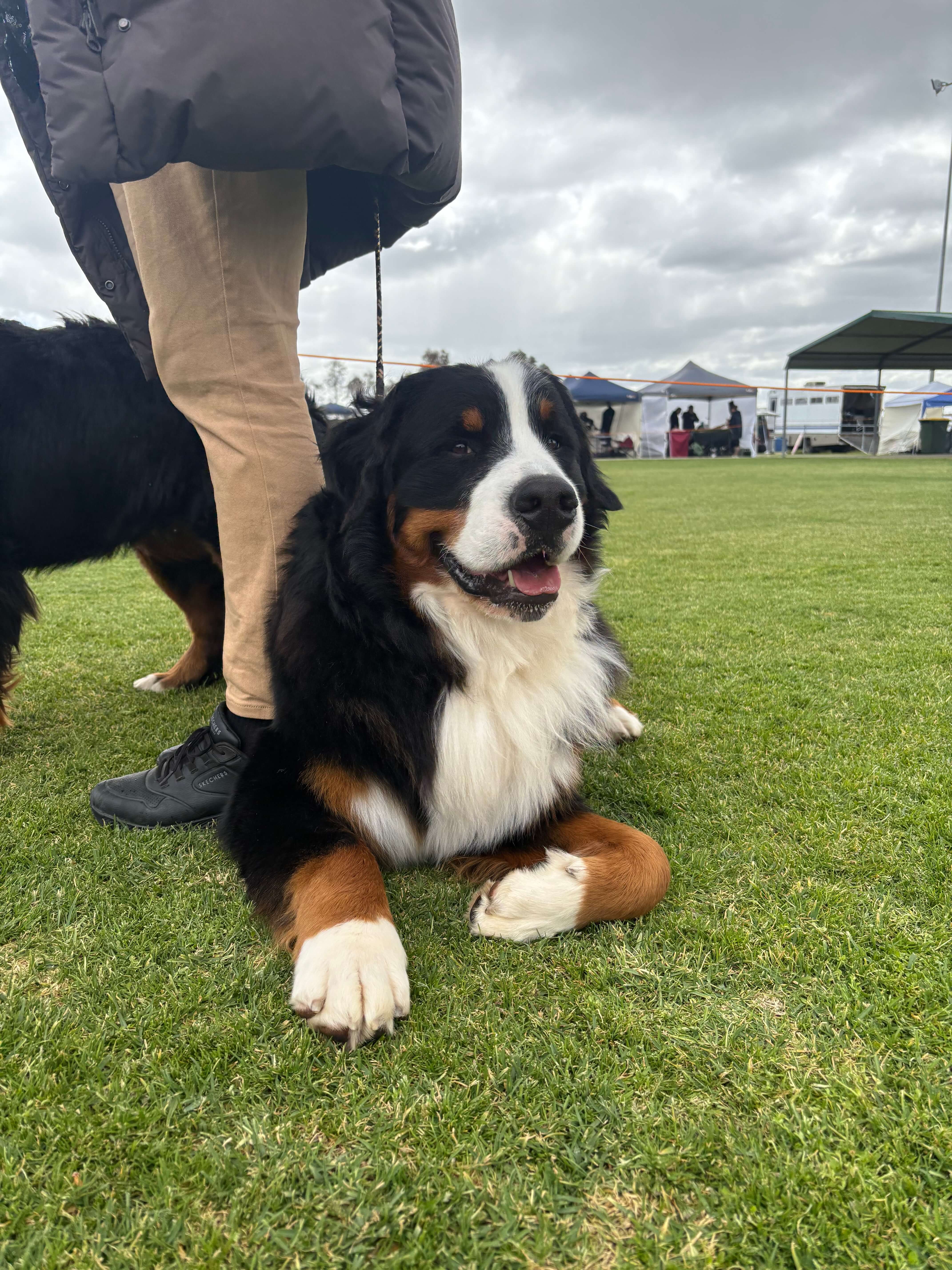 Dogs Rising Stars Australian Champion Starbern Meant To Be Bernese Mountain Dog - Owned ...
