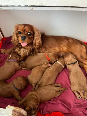 Cavalier King Charles Spaniel puppy for sale by KALIAK