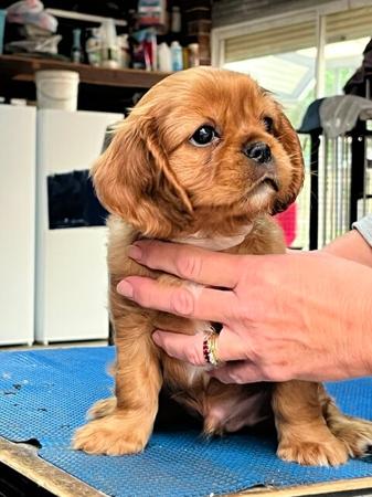 Cavalier King Charles Spaniel puppy for sale by KALIAK