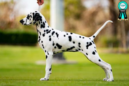 Dalmatian for sale by DALHAYVIN