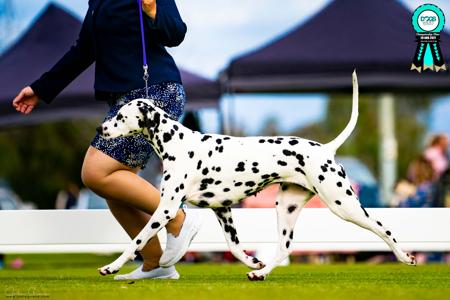 Dalmatian for sale by DALHAYVIN