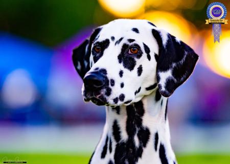 Dalmatian for sale by DALHAYVIN