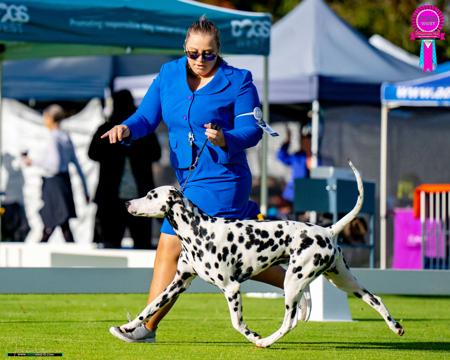 Dalmatian for sale by DALHAYVIN