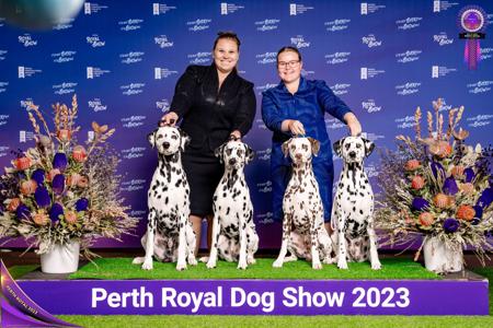 Dalmatian for sale by DALHAYVIN