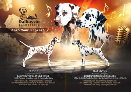 Dalmatian puppy for sale by CANDICEJACKSON