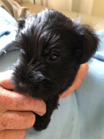 Schnauzer (Miniature) for sale by GLENFALLOCH