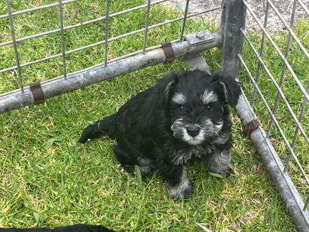Schnauzer (Miniature) for sale by 4100053069