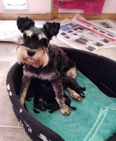Schnauzer (Miniature) for sale by GLENFALLOCH