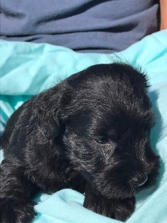 Schnauzer (Miniature) for sale by GLENFALLOCH