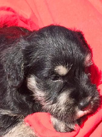 Schnauzer (Miniature) for sale by GLENFALLOCH