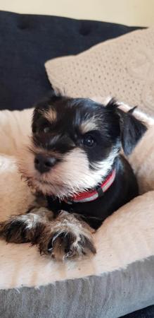 Schnauzer (Miniature) puppy for sale by 4100053069