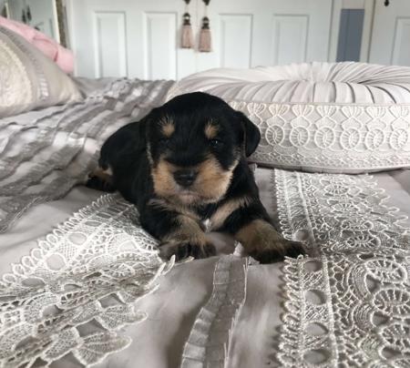 Schnauzer (Miniature) for sale by 4100053069