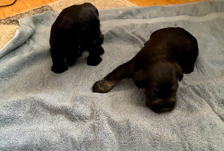 Schnauzer (Miniature) for sale by GLENFALLOCH