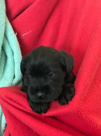 Schnauzer (Miniature) for sale by GLENFALLOCH