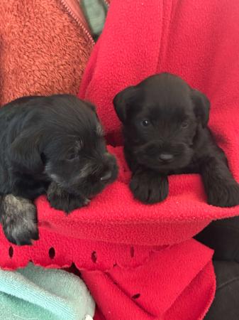 Schnauzer (Miniature) for sale by GLENFALLOCH