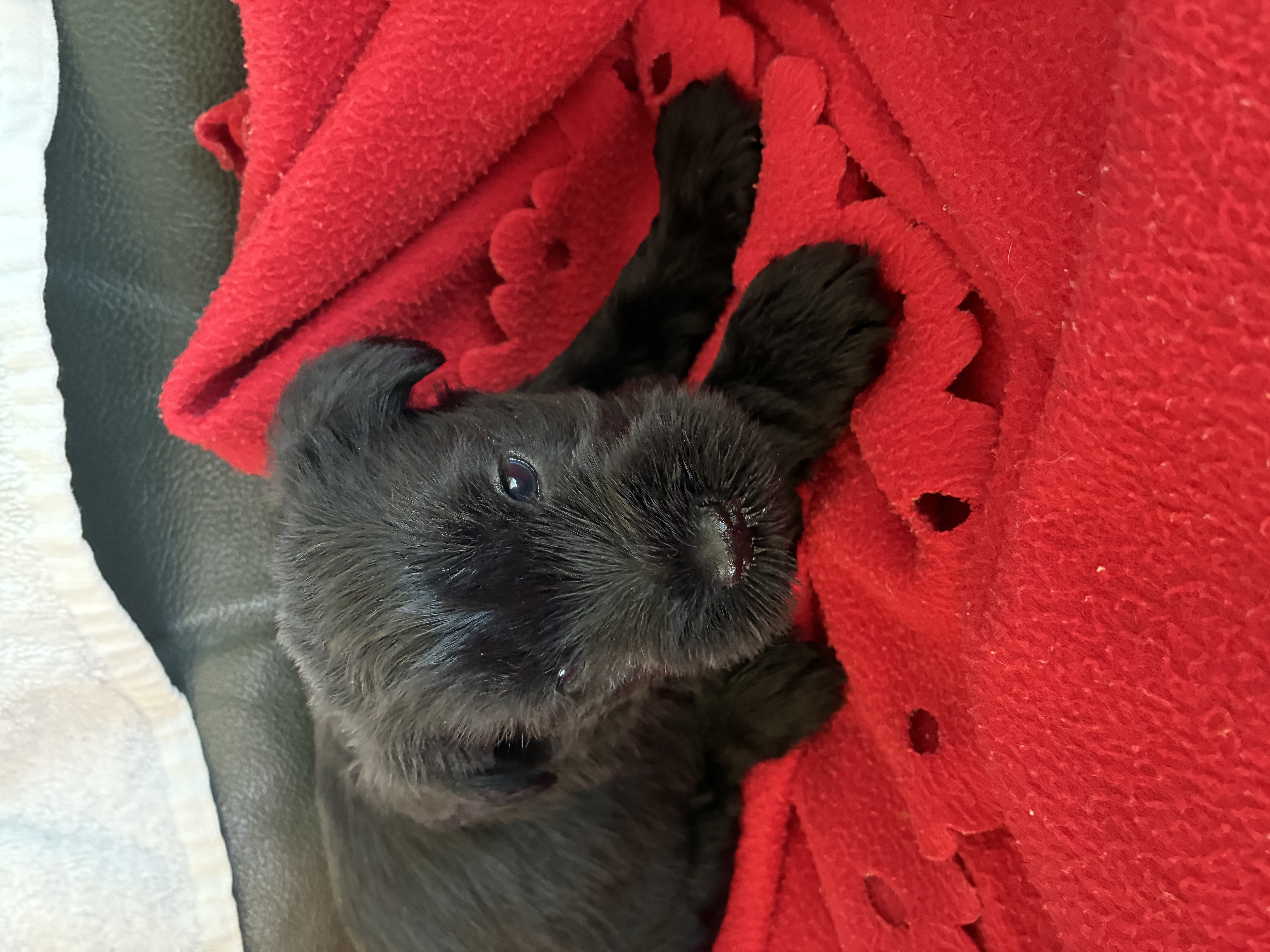 Schnauzer (Miniature) for sale by GLENFALLOCH