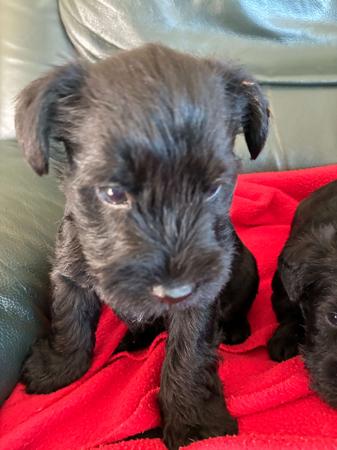 Schnauzer (Miniature) puppy for sale by 4100053069