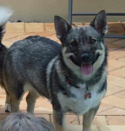 Swedish Vallhund for sale by STEFINDY