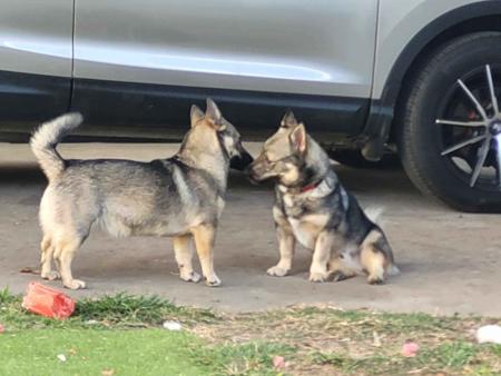 Swedish Vallhund for sale by STEFINDY