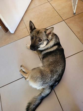 Swedish Vallhund for sale by STEFINDY