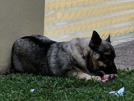 Swedish Vallhund for sale by STEFINDY