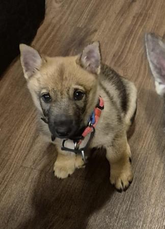 Swedish Vallhund for sale by STEFINDY