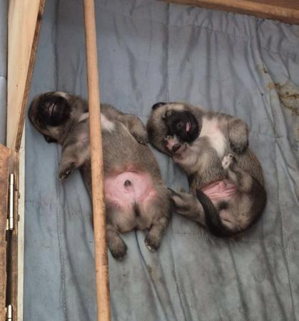 Swedish Vallhund for sale by STEFINDY