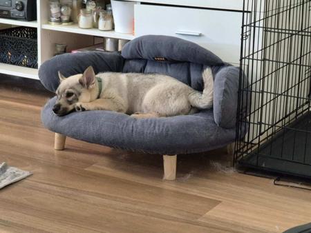 Swedish Vallhund puppy for sale by STEFINDY