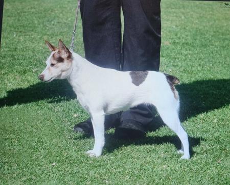 Tenterfield Terrier for sale by TRIAGEN