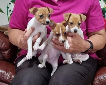 Tenterfield Terrier for sale by TRIAGEN