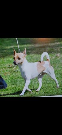 Tenterfield Terrier for sale by TRIAGEN
