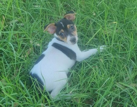 Tenterfield Terrier for sale by TRIAGEN