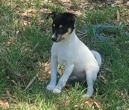 Tenterfield Terrier for sale by TRIAGEN