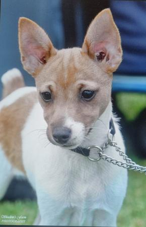 Tenterfield Terrier for sale by TRIAGEN