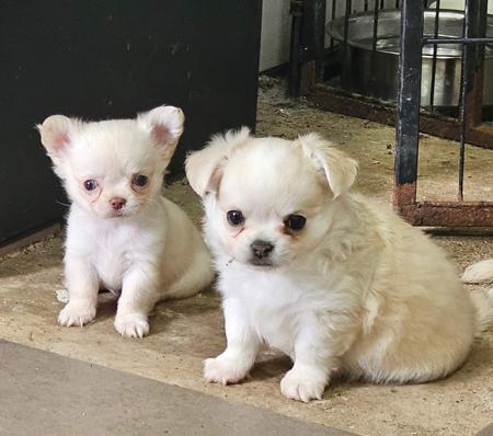 Chihuahua (Long Coat) puppy for sale by LAHCHI