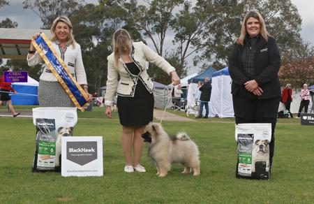Calivale Looney Tunes Keeshond